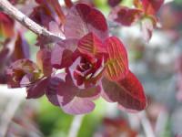 Cotinus coggygria - ruj vlasatá Cotinus coggygria - ruj vlasatá