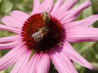 Echinacea purpurea - třapatkovka nachová Echinacea purpurea - třapatkovka nachová