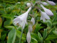 Hosta 'Abiqua Dirking Gourd' - bohyška Hosta 'Abiqua Dirking Gourd' - bohyška
