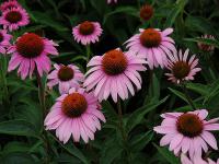 Echinacea purpurea 'Bright Rose' - echinacea, třapatka, třapatkovka Echinacea purpurea 'Bright Rose' - echinacea, třapatka, třapatkovka