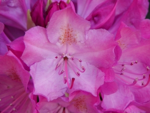 Rhododendron 'Catawbiense Boursault´
