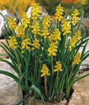 Muscari macrocarpum 'Golden Fragrance' - Golden Grape Hyacinth