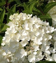 Hydrangea paniculata 'Little Lamb' - Panicle Hydrangea Hydrangea paniculata 'Little Lamb' - Panicle Hydrangea