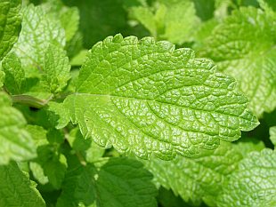 Melissa officinalis - meduňka lékařská Melissa officinalis - meduňka lékařská