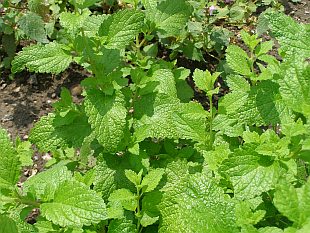 Melissa officinalis - meduňka lékařská Melissa officinalis - meduňka lékařská