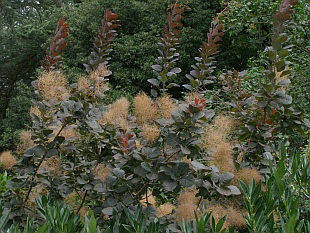 Cotinus coggygria 'Royal purple' - ruj vlasatá Cotinus coggygria 'Royal purple' - ruj vlasatá