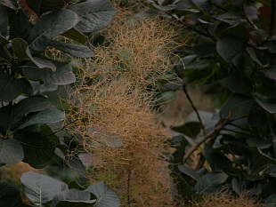 Cotinus coggygria 'Royal purple' - ruj vlasatá Cotinus coggygria 'Royal purple' - ruj vlasatá