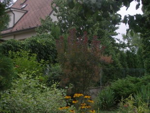 Cotinus coggygria 'Royal purple' - ruj vlasatá Cotinus coggygria 'Royal purple' - ruj vlasatá