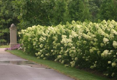 Hydrangea paniculata 'Limelight' - panicle hydrangea Hydrangea paniculata 'Limelight' - panicle hydrangea