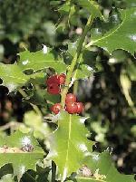 Ilex aquifolium - cesmína ostrolistá Ilex aquifolium - cesmína ostrolistá