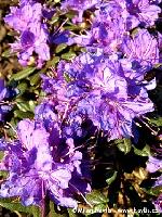 Rhododendron 'Azurika' - pěnišník zakrslý Rhododendron 'Azurika' - pěnišník zakrslý