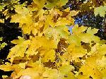 Acer campestre L. - javor babyka Acer campestre L. - javor babyka
