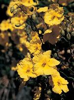 Helianthemum 'Wisley Primrose' - devaterník (READERS DIGEST VÝBĚR) Helianthemum 'Wisley Primrose' - devaterník (READERS DIGEST VÝBĚR)