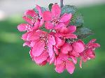 Malus x purpurea - jabloň purpurová Malus x purpurea - jabloň purpurová