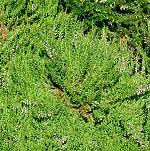 Calluna vulgaris 'Minima' - vřes obecný Calluna vulgaris 'Minima' - vřes obecný