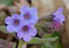 Pulmonaria officinalis - plicník lékařský