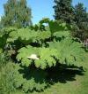 Gunnera manicata - barota rukávovitá