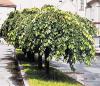 Ulmus glabra 'Camperdownii' - jilm Ulmus glabra 'Camperdownii' - jilm