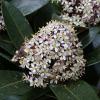 Skimmia japonica - skimie japonská