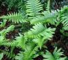 Polypodium vulgare - osladič obecný