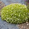 Sagina subulata 'Aurea' - úrazník