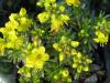 Draba aizoides - osívka