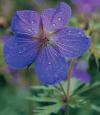 Geranium 'Johnson’s Blue' - kakost (READERS DIGEST VÝBĚR)