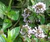 Mentha piperita - máta peprná