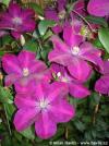 Clematis 'Rouge Cardinal' - plamének