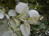 Tilia tomentosa - lípa stříbrná