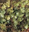 Hedera helix 'Parsley Crested' - břečťan popínavý (READERS DIGEST VÝBĚR)