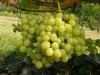 Vitis vinifera 'Arkadia' - réva vinná
