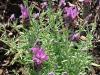 Lavandula stoechas - levandule hlávkovitá