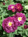 Rosa 'Tuscany Superb' - růže