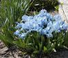 Iris pumila - kosatec nízký