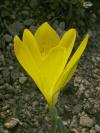 Sternbergia lutea - lužanka žlutá