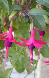 Fuchsia - fuchsie