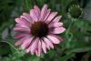 Echinacea purpurea 'Prairie Splendor' ™ - třapatka nachová (CALENDAR-COLORS)