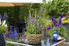 Campanula prenanthoides 'Cambell Blue' ™ - zvonek