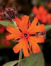 Lychnis x haageana 'Lengai' ™ - kohoutek (CALENDAR-COLORS)