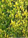 Ilex crenata 'Golden Rock' ® - cesmína vroubkovaná