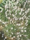 Lavandula x intermedia 'Edelweiss' - levandule