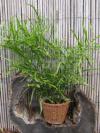 Homalocladium platycladum - homalocladium