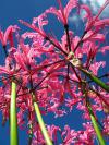 Nerine bowdenii - nerinka Bowdenova (PROVOBIS)