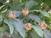 Mespilus - mišpule, plody