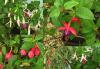 Fuchsie