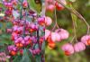 Euonymus - brslen