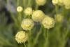 Santolina rosmarinifolia - svatolina rozmarýnolistá