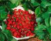 Úvod do pěstování jahod: Fragaria vesca (NOVA PG)