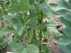 Vicia faba var. major - bob zahradní: Mladé lusky bobu